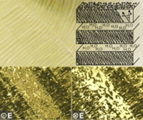 Lyotropic smectic C phase